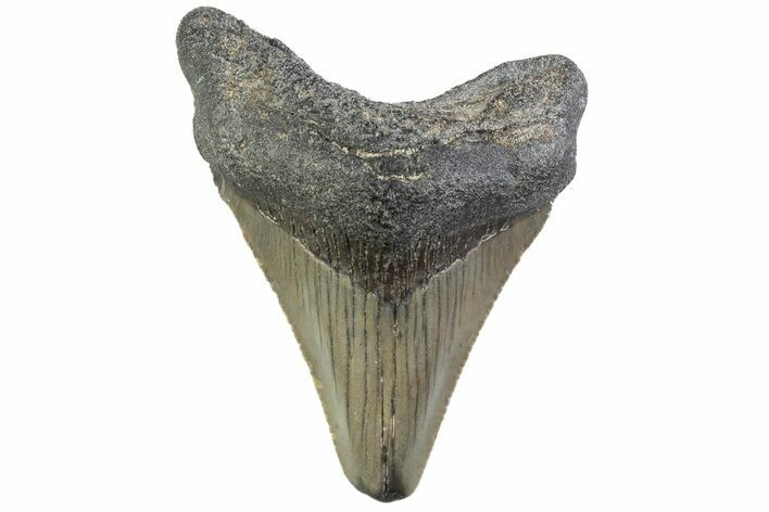 Serrated, Juvenile Megalodon Tooth - South Carolina #374215